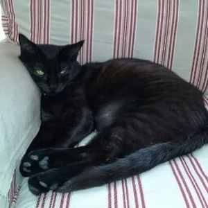 Meet your Posher, Rose